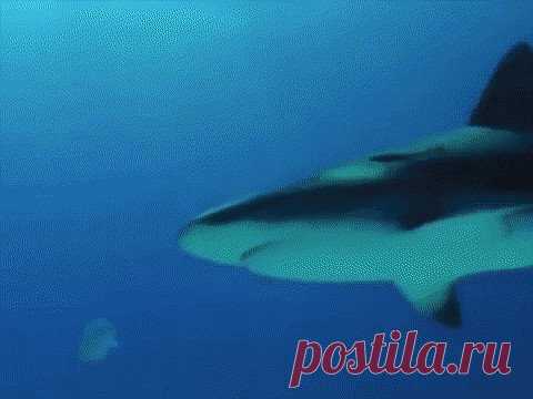 (3) Одноклассники