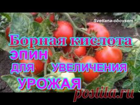 БОРНАЯ КИСЛОТА, ЭПИН, другие препараты для ЛУЧШЕГО ЗАВЯЗЫВАНИЕ ПЛОДОВ.. ОТ ОПАДЕНИЯ СОЦВЕТИЙ .
