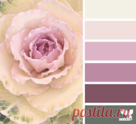 Сочетание цветов
