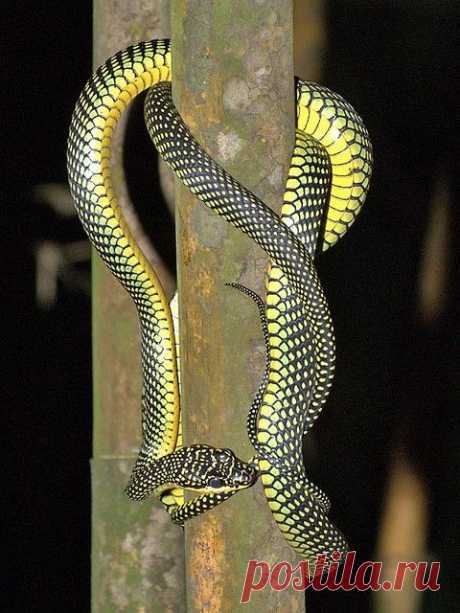 Paradise Tree Snake | Flickr - Photo Sharing!