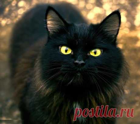 Желтоглазая брюнетка