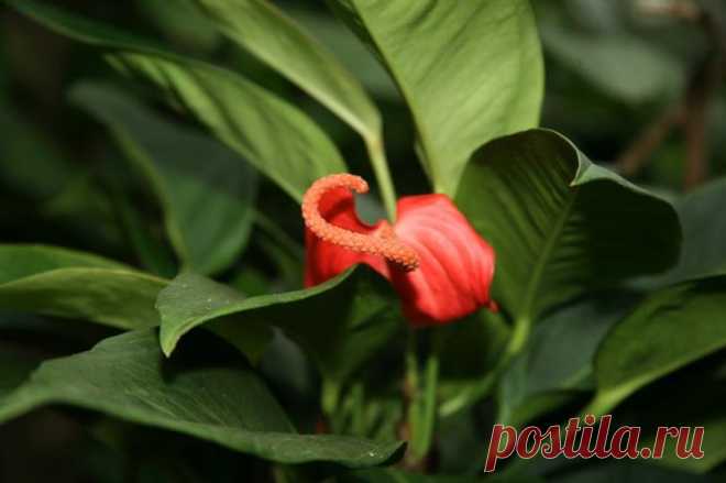 Антуриум Шерцера Антуриум Шерцера (Anthurium scherzerianum) – это многолетнее наземное цветущее вечнозеленое травянистое растение из семейства Ароидных, родиной которого является Коста-Рика, а точнее ее влажные горные...