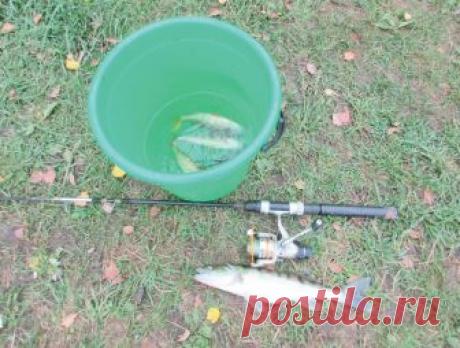 Судак для любимой В этот раз на Рузу я ехал с твёрдым намерением привезти Оле судака. Любит она рыбу, а вот я рыбу люблю только ловить, есть – не очень. Едем с Димой в Акатово, где директором базы Михалыч, с которым знакомы лет, наверное, пятнадцать...