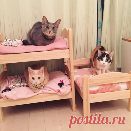 Каждому котику по кроватке