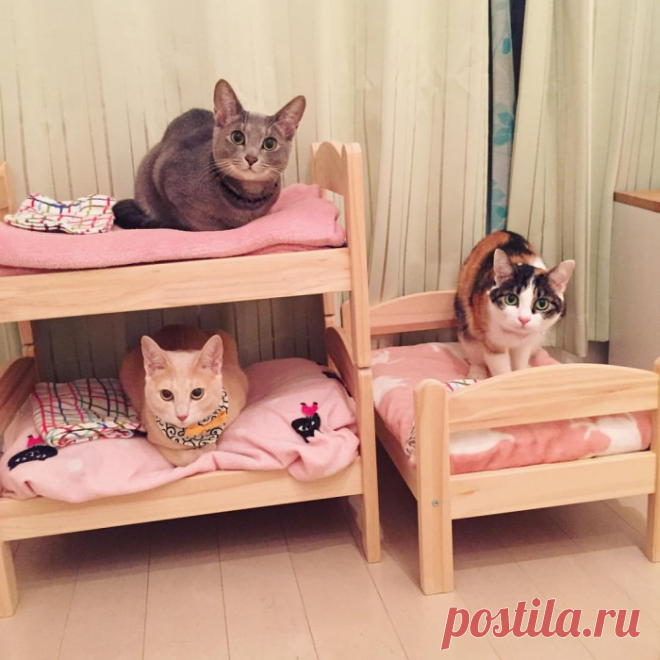 Каждому котику по кроватке