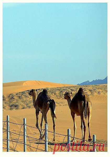 Корабли пустыни