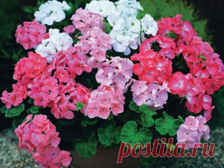 Цветы-талисманы: какие растения защищают дом от бедности и неприятностей ·