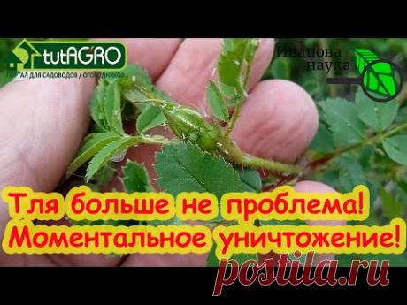 ТЛЯ ОСЫПАЕТСЯ ДОЖДЕМ! Дешевое и безопасное средство ДЛЯ МОМЕНТАЛЬНОГО уничтожения тлей и клещей.