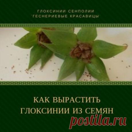 КАК ВЫРАСТИТЬ ГЛОКСИНИИ ИЗ СЕМЯН
(на что обратить особое внимание)
1. ПОСЕВ
Семена глоксиний высевают по поверхности грунта (не заглубляя), так как для прорастания им необходим свет.
Показать полностью…