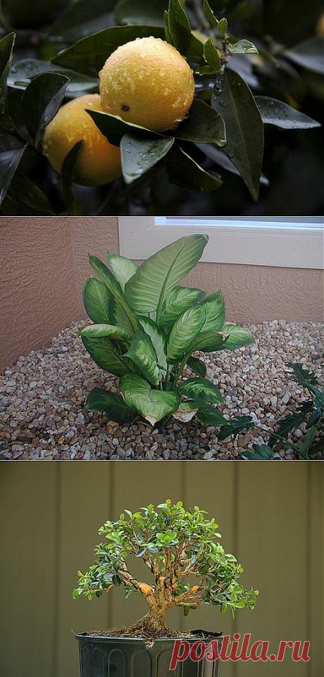 Как ухаживать за комнатными древесными растениями | Наш уютный дом