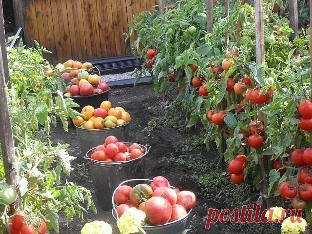 ВСЕ ЧТО НУЖНО ЗНАТЬ О ТОМАТАХ! 
!!!ШПАРГАЛКА НА ЛЕТО!!!
ДЕДОВСКИЙ РЕЦЕПТ ДЛЯ ТОМАТОВ
Этот полузабытый дедовский рецепт я выписала из старой газетной подшивки, но опробовать все не было времени. Решилась наконец в прошлом году.
Рецепт очень прост.
В трехлитровую банку заливаю 2,6-2,7 л воды без хлора (отстоянной), добавляю 100 г разведенных теплой водой дрожжей и 0,5 ст. сахара.
Накрыв марлей, держу банку в тепле, время от времени взбалтывая содержимое.
Раствор готов, когда...