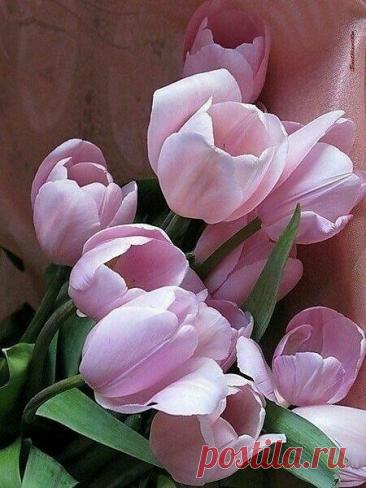 Пин на доске яТЮЛЬПАНЫ