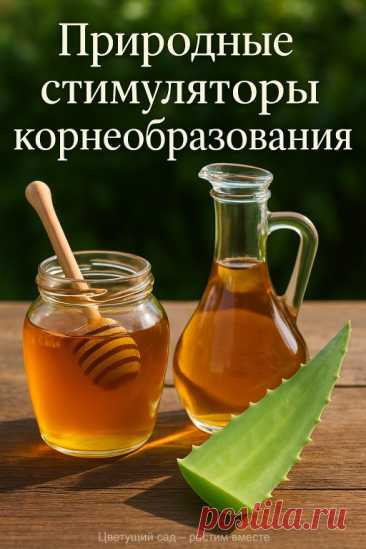 Как укоренить черенки без химии? Используем то, что есть под рукой!... | Интересный контент в группе Цветущий сад