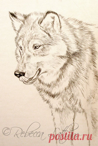 Новая небольшая миниатюра – Timberwolf | Картины дикой природы и природы Ребекки Лэтэм