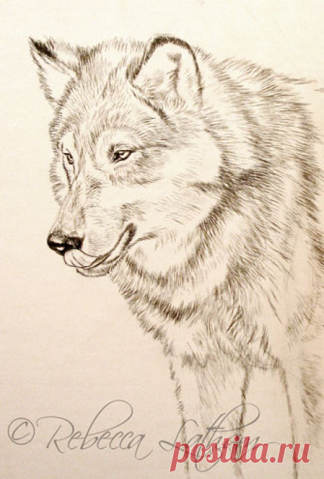 Новая небольшая миниатюра – Timberwolf | Картины дикой природы и природы Ребекки Лэтэм