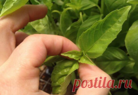 ПРИЩИПНЕШЬ РАССАДУ-УВЕЛИЧИШЬ УРОЖАЙ ПЕРЦЕВ

Когда стебли в узлах начинают окрашиваться, приходит время для прищипывания точки роста для того, чтобы ограничить рост в высоту, стимулировать образование пасынков, чем увеличивается урожайность растения, и не допустить преждевременного цветения. 

Маникюрными ножницами отрезаю все, что находится выше 7-го настоящего листа. Если семядольные листочки начали желтеть, удаляю и их. На следующий день прищипнутые растения опрыскиваю с...