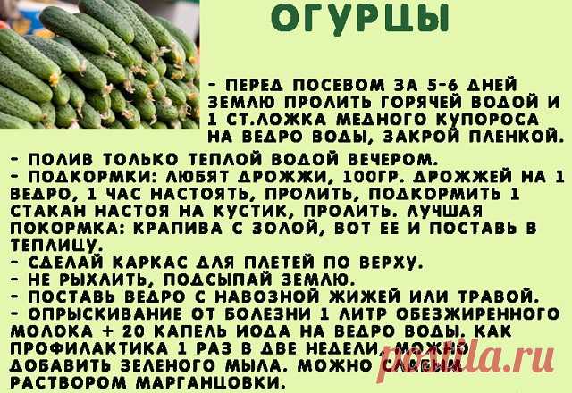 Сажаю огурцы по методу своей тётушки.

Прошлой весной мы ездили к родственникам в Белоруссию и привезли оттуда способ посадки огурцов в грунт, которым пользуется моя тетя, Надежда Ивановна, уже не один десяток лет. Для посадки она готовит следующие компоненты: перегной, древесную золу, кипяток и собственно семена. Инструмент, применяемый в этой операции, всем известен — это лопата. 

Копает небольшую грядку длиной 2 м и шириной 60–70 см. В ней делает лунки в шахматном поря...