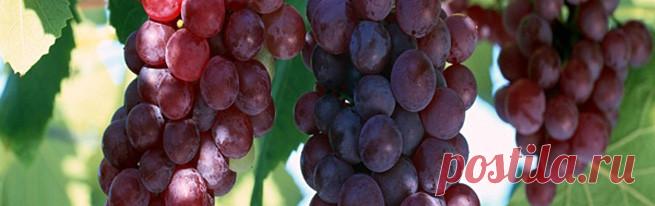 Обрезка винограда для начинающих или как правильно обрезать виноград осенью на зиму