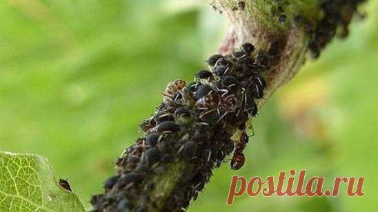 25способов извести тлю
 
 
 
1. Водкой. Для обработки пойдет самая дешевая. Все, что нужно, так это налить ее в пульверизатор и опрыснуть растения.
 
 
 
2. Кока-колой. Использовать так же, как и водку.
 
 
 
3. Хозяйственным мылом: 200 г растворить в 10 л воды.
 
 
 
4. Нашатырем: 1 ст. ложку развести в 10 л воды.
 
 
 
5. Кальцинированной содой: 1 ст. ложку растворить в 1 л воды. Добавить 40 г хозяйственного мыла.
 
 
 
6. Золой: 200–300 г залить 5 л крутого кипятка, остудить, процедить,