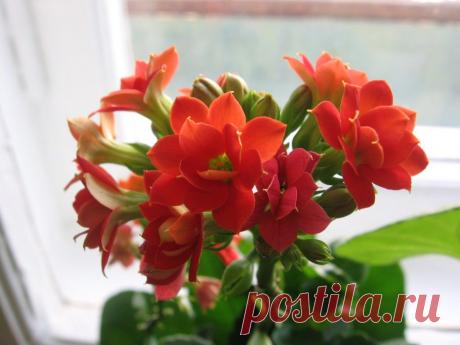 Каланхоэ Каландива. Как продлить цветение | Самоцветик