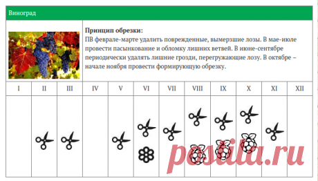 КАЛЕНДАРЬ ОБРЕЗКИ ЯГОДНЫХ КУСТАРНИКОВ