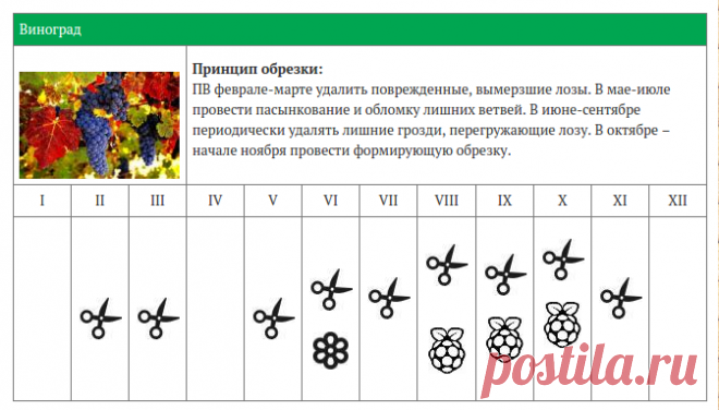 КАЛЕНДАРЬ ОБРЕЗКИ ЯГОДНЫХ КУСТАРНИКОВ