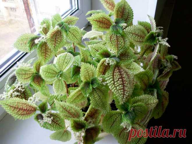 Комнатное растение Пилея (Pilea). В названии рода использовано латинское слово pileus - "шапка", которое намекает на характерное строение околоцветника: один из листочков этого околоцветника имеет вид капюшона. Родина многих пилей - тропические леса Юго-Восточной Азии. Высота пилей обычно не превышает 40 см. Высота карликовых форм существенно ниже. Цветение - не самая яркая черта пилеи: цветки ее мелки и невзрачны. Они собраны в пазушные кистевидные соцветия - мужские и женские.
