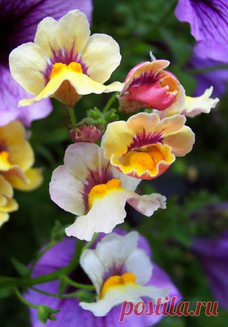 Nemesia