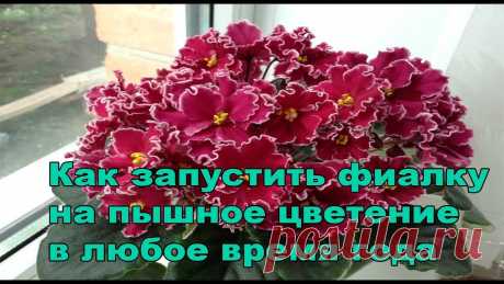 Пышное цветение фиалок.Как запустить фиалку на пышное цветение Я в Одноклассники - https://www.ok.ru/profile/545435328817 Я в Instagram - https://www.instagram.com/masterskaya_fialki/ Группа Вконтакте - https://vk.com/ma...