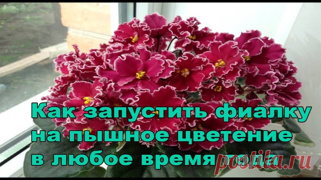 Пышное цветение фиалок.Как запустить фиалку на пышное цветение Я в Одноклассники - https://www.ok.ru/profile/545435328817 Я в Instagram - https://www.instagram.com/masterskaya_fialki/ Группа Вконтакте - https://vk.com/ma...