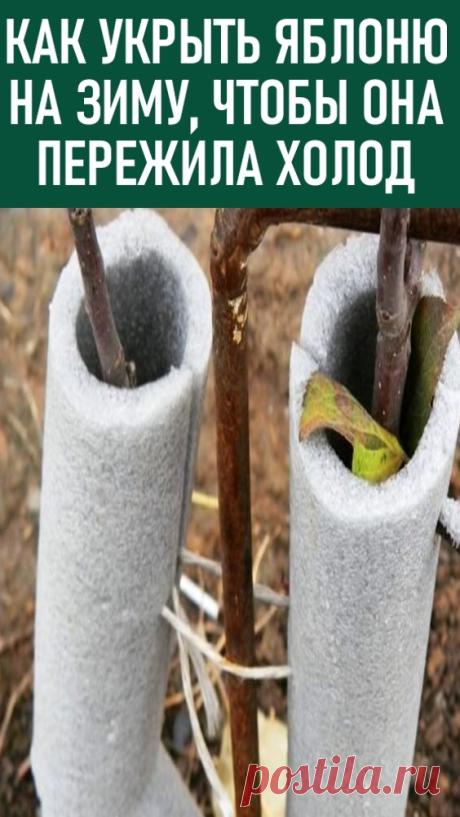 Укрытие яблонь на зиму – советы садоводов