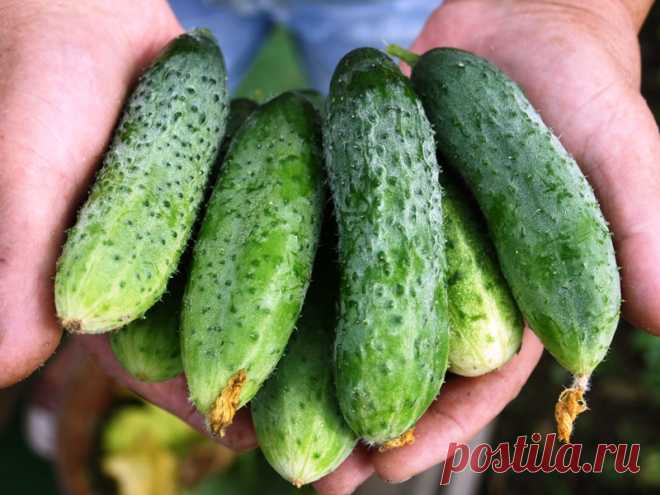 Настой из луковой шелухи для огурцов