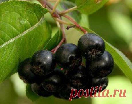 МШАНКА ИЛИ ИРЛАНДСКИЙ МОХ | Самоцветик