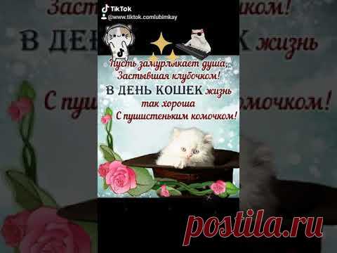 Позитивчик. С ДНЁМ КОШЕК!