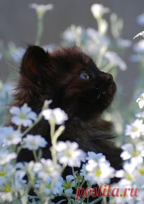 Замурчательное настроение воскресенья / Вкусные привычки