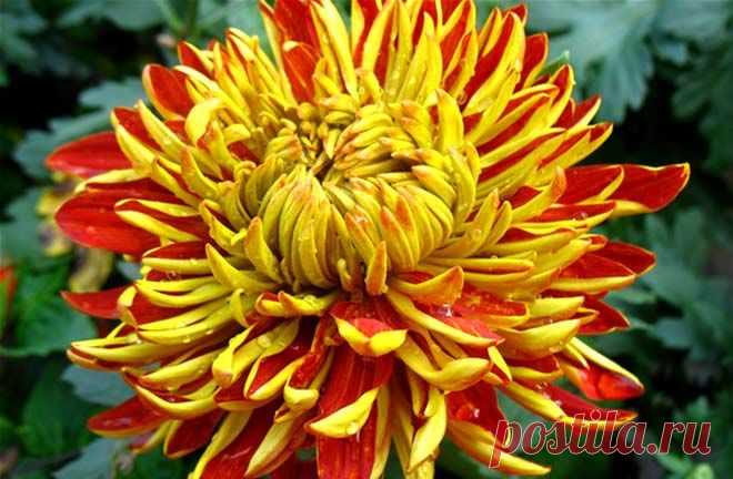 ЦАРИЦА ОСЕНИ........