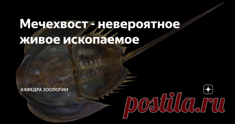 Мечехвост - невероятное живое ископаемое Еще есть на нашей планете существа, которые способны вызвать неподдельное чувство приобщения к настоящей древности. Которые выглядят так, будто сошли со страниц палеонтологического атласа (и часто фактически так оно и есть!). В прошлом мы не раз говорили о щитнях, которые своим присутствием в сельской луже делают из нее локальный филиал палеозоя. Еще раньше я писал о трилобитах - этих интереснейших существ в современном мире нет - о...