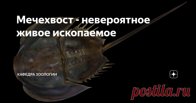 Мечехвост - невероятное живое ископаемое Еще есть на нашей планете существа, которые способны вызвать неподдельное чувство приобщения к настоящей древности. Которые выглядят так, будто сошли со страниц палеонтологического атласа (и часто фактически так оно и есть!). В прошлом мы не раз говорили о щитнях, которые своим присутствием в сельской луже делают из нее локальный филиал палеозоя. Еще раньше я писал о трилобитах - этих интереснейших существ в современном мире нет - о...