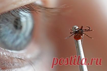 Россиян предупредили о пике активности клещей. В России наблюдается второй пик активности клещей. В основном активность проявляют кровососущие паразиты рода Ixodes, переносчики энцефалита и боррелиоза, и Dermacentor. Осенний пик активности клещей менее опасен, поскольку не затрагивает часть регионов России — Урал, Сибирь и Дальний Восток.