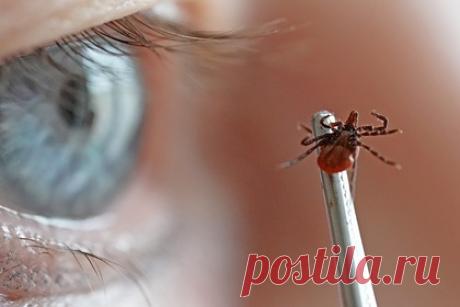 Россиян предупредили о пике активности клещей. В России наблюдается второй пик активности клещей. В основном активность проявляют кровососущие паразиты рода Ixodes, переносчики энцефалита и боррелиоза, и Dermacentor. Осенний пик активности клещей менее опасен, поскольку не затрагивает часть регионов России — Урал, Сибирь и Дальний Восток.