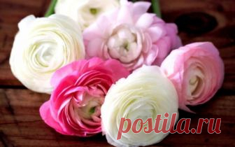 Ранункулюс посадка и уход в домашних условиях Ранункулюс, или другими словами лютик азиатский – растение родом из Ирана, Сирии и Южной Европы. Природа просто обогатила это растение шикарными, плотными соцветиями различной окраски. Множество бутон...