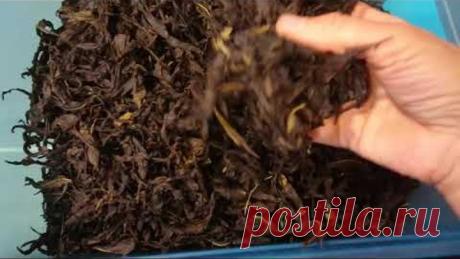 Иван чай - успей заготовить! Сборка и ферментация Иван-чая