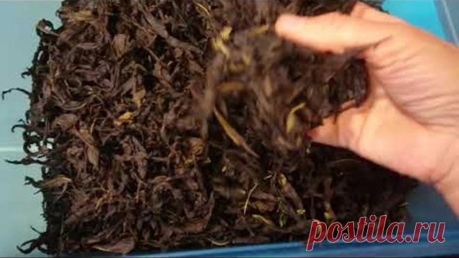 Иван чай - успей заготовить! Сборка и ферментация Иван-чая