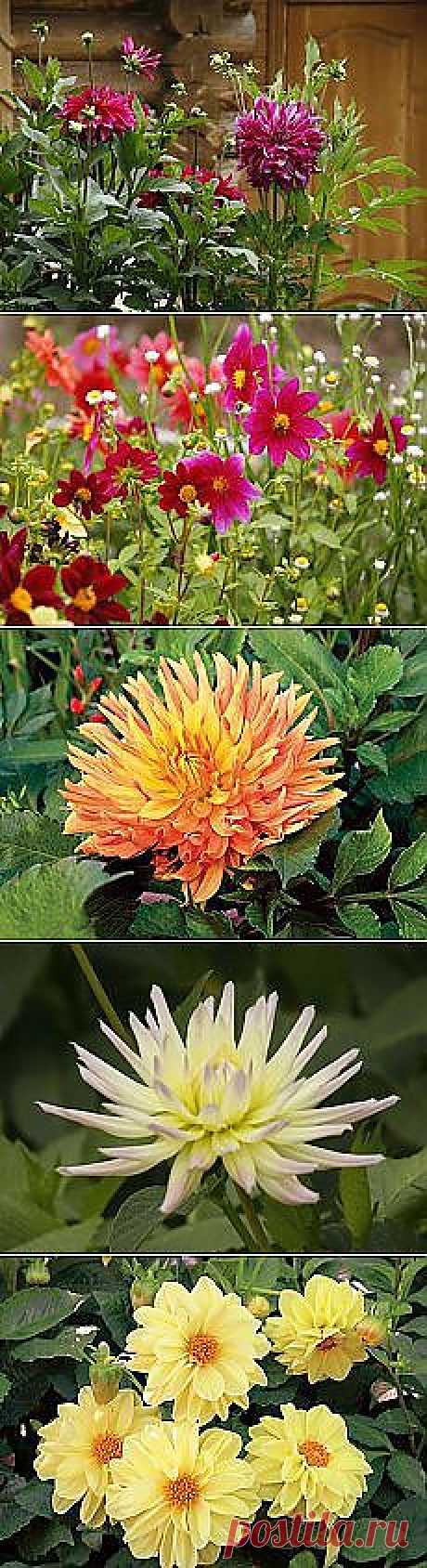 Письмо «Рецепт - Капуста по-корейски и другие материалы. Новое в Вашей подборке на Постиле» — Постила — Яндекс.Почта