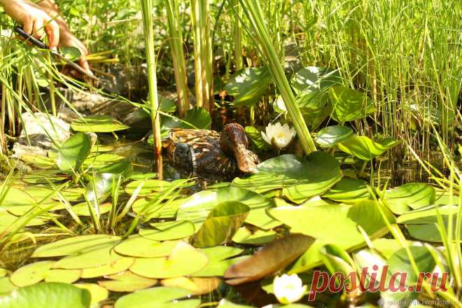 Натуралистичная копия утки, созданная из витражного стекла в технике объёмной мозаики органично впишется в садовый пруд и украсит водоём вашего участка. 
Органично смотрится на зеленой траве или в кустарнике роз
 #фьюзинг #fusing #handmade #glass #Марина_Бер #утка #сувенир #подарок #ландшафтный_дизайн #glass_garden #glass_garden_art #поделки_из_мозаики