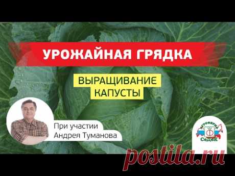 ВЫРАЩИВАНИЕ КАПУСТЫ БЕЛОКОЧАННОЙ - YouTube