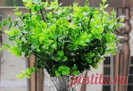 8 лекарственных растений, которые отгонят комаров от вашего участка… Назойливые и жужжащие комары способны испортить самую лучшую и тщательно спланированную посиделку на природе. Кроме того, москиты являются распространителями различных вирусов и паразитарных заболеван…