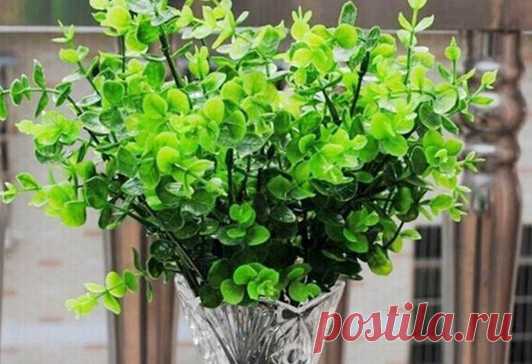 8 лекарственных растений, которые отгонят комаров от вашего участка… Назойливые и жужжащие комары способны испортить самую лучшую и тщательно спланированную посиделку на природе. Кроме того, москиты являются распространителями различных вирусов и паразитарных заболеван…