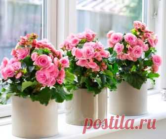 Бегония Элатиор