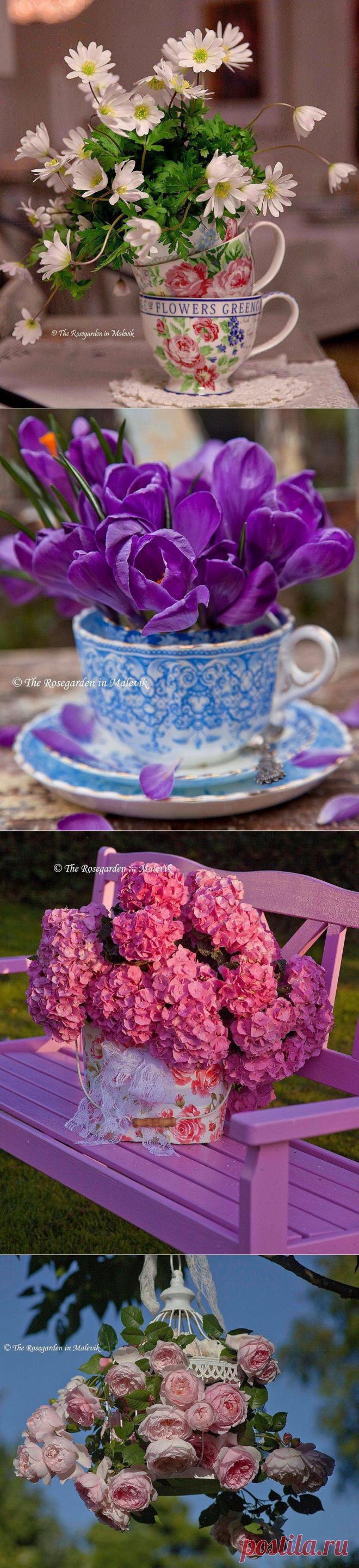 Прекрасные цветы